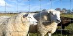 Green Cattle Fence Mesh Grassland Horse Wire Netting