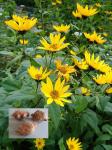 Chicory Root extract 90% inulin UV,Control blood lipid and blood sugar, Obesity