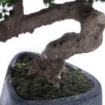 Home Office Decoration Artificial Pine Bonsai Without Pot , Curving Stem