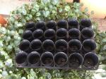 Injection Mould 24 Holes HDPE Plastic Nursery Tray Pot Carry Tray OEM