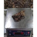 BQF Frozen Giant Squid Head Squid Tentacles NW 60 - 120g