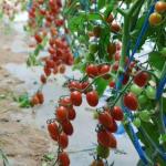 Steel Structure/Wall Humidity-Controlled Sunlight Greenhouse for Vegetable