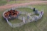 Used Cattle Yards For Sale Farm Fencing Direct Portable Cattle Panels and