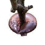 Tree Watering Bag for Wantong 15Gallon 0.43mm Fabric PVC in Other Watering