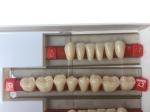 Acrylic Resin Denture Teeth Set Repair Surfaces 2 Layers Super Hard Synthetic