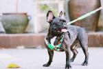 Nylon Neoprene Padded Sublimation Dog Harness Heat Transfer Lanyard Tech
